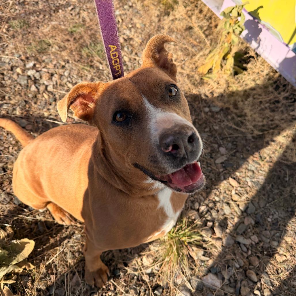 PUDDIN, a Adoptable American Staffordshire Terrier in Pagosa Springs, CO image 2/4