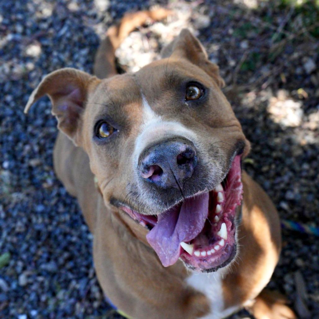 PUDDIN, a Adoptable American Staffordshire Terrier in Pagosa Springs, CO image 3/6