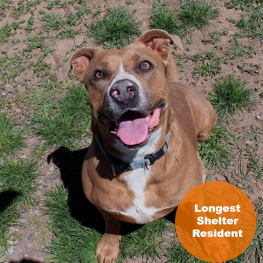 PUDDIN, a Adoptable American Staffordshire Terrier in Pagosa Springs, CO image 4/6