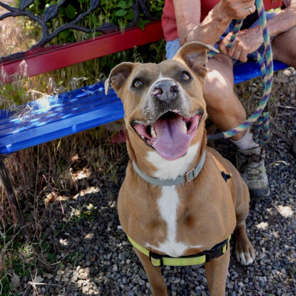 Enlarge PUDDIN, a Adoptable American Staffordshire Terrier in Pagosa Springs, CO image 2/6