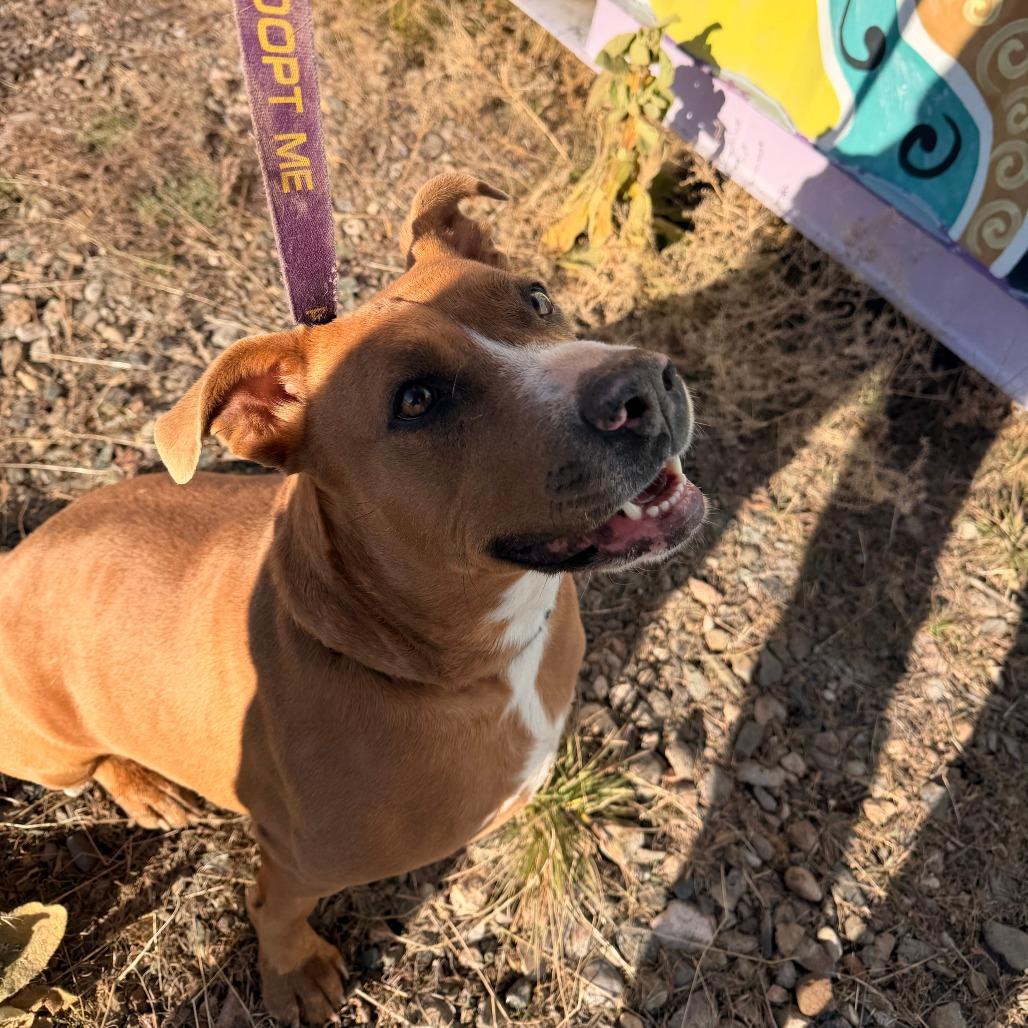 PUDDIN, a Adoptable American Staffordshire Terrier in Pagosa Springs, CO image 4/4