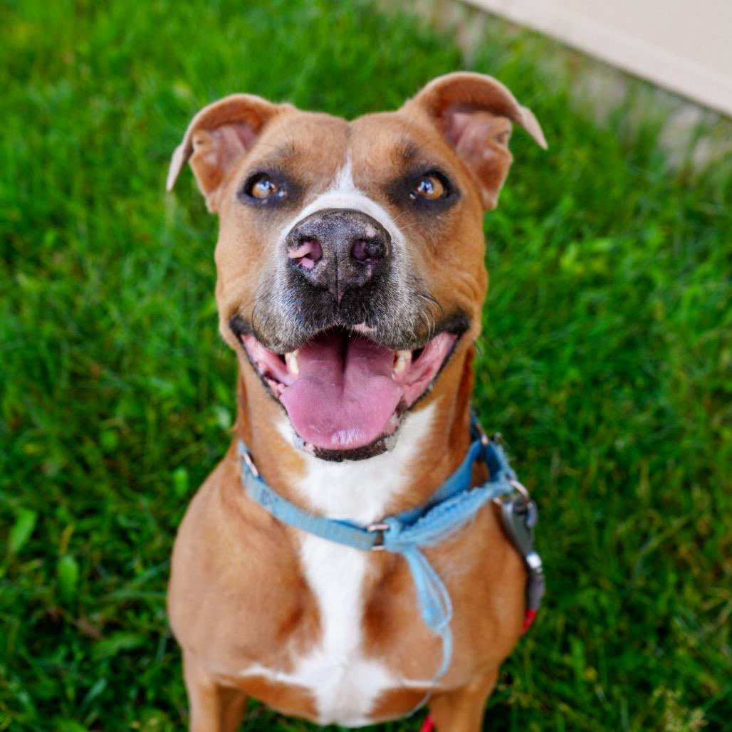 Enlarge PUDDIN, a Adoptable American Staffordshire Terrier in Pagosa Springs, CO image 4/6