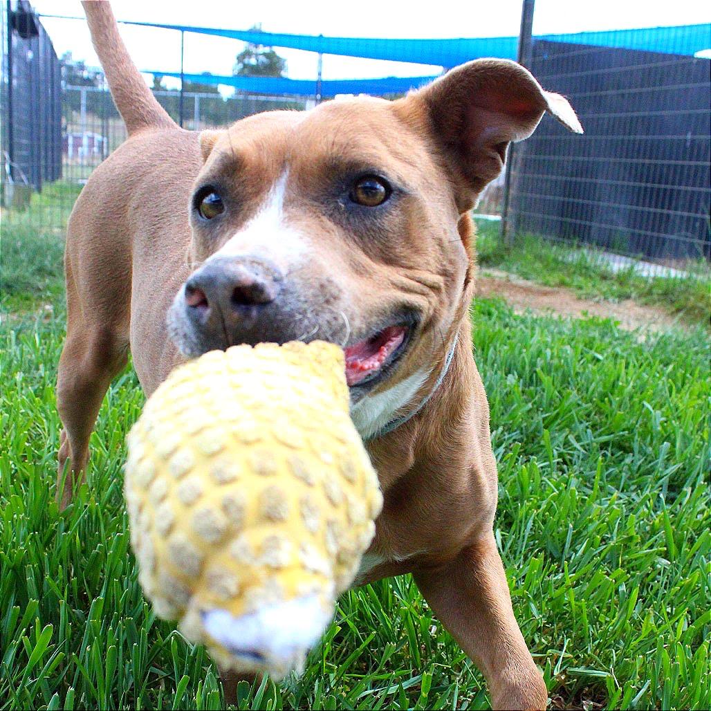 PUDDIN, a Adoptable American Staffordshire Terrier in Pagosa Springs, CO image 5/6