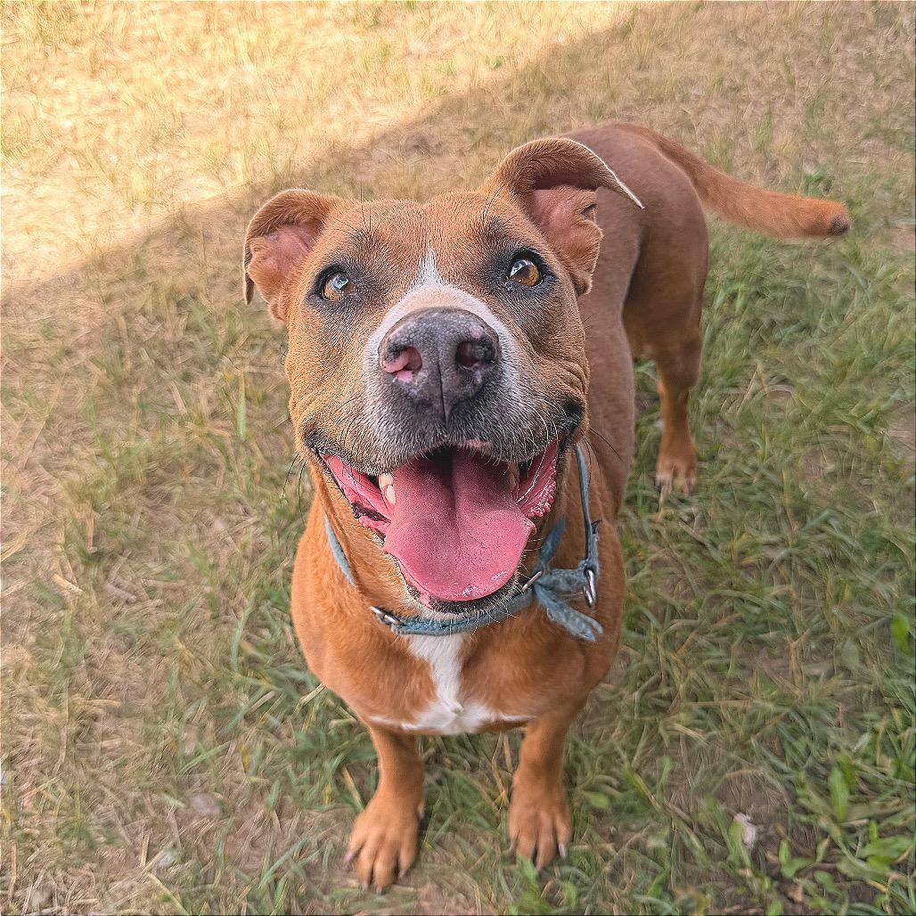 Enlarge PUDDIN, a Adoptable American Staffordshire Terrier in Pagosa Springs, CO image 5/6