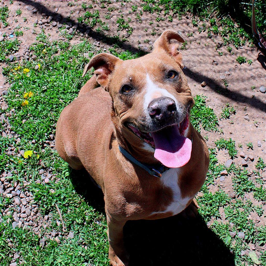 PUDDIN, a Adoptable American Staffordshire Terrier in Pagosa Springs, CO image 6/6