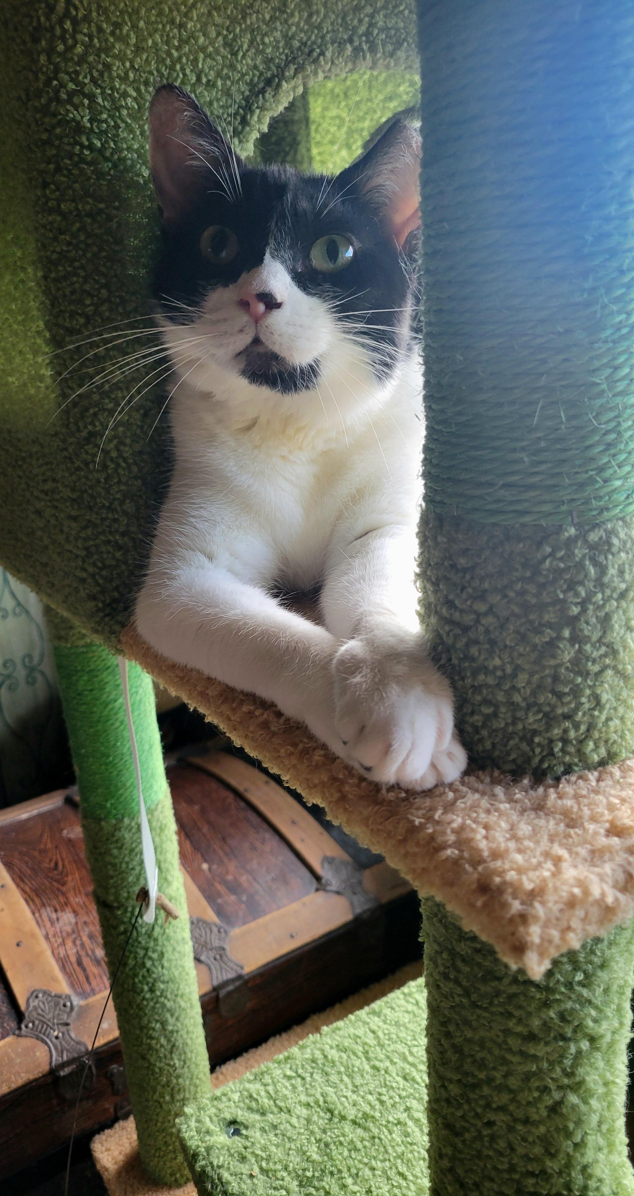 Amazing Maisie, Adoptable, Adult Female Domestic Short Hair.