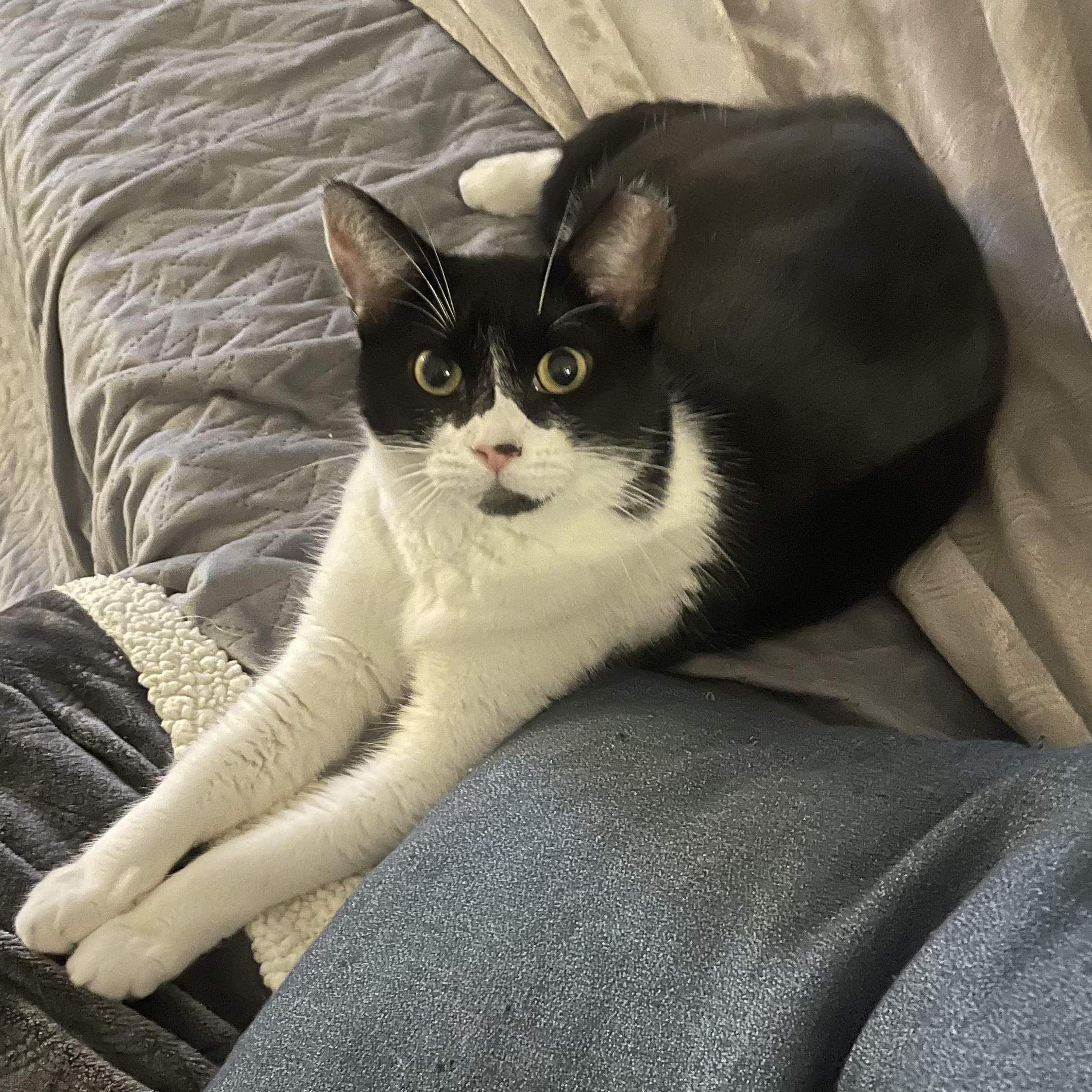 Enlarge Amazing Maisie, a Adoptable Domestic Short Hair in Phoenix , AZ image 3/3