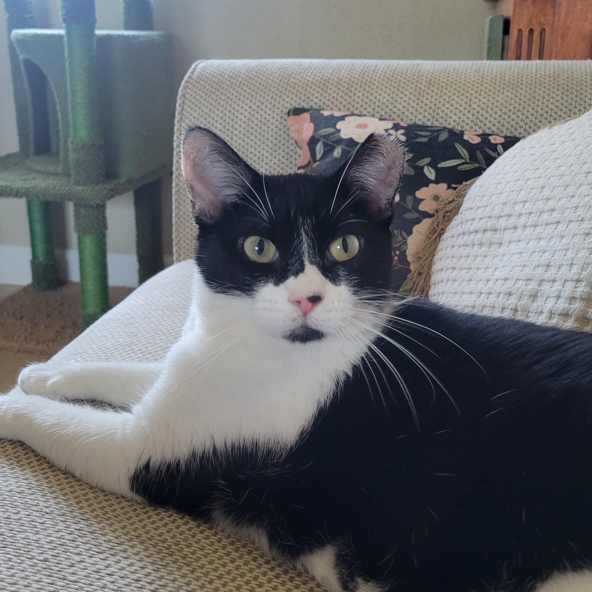 Enlarge Amazing Maisie, a Adoptable Domestic Short Hair in Phoenix , AZ image 1/3