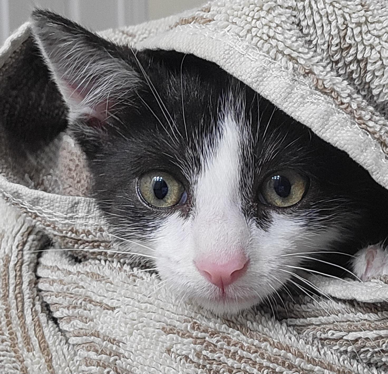 Liberty (Libby), Baby Female Domestic Short Hair