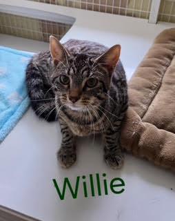 Willie (Available est 6/4/26), Adoptable, Young Male Domestic Short Hair & Tabby.