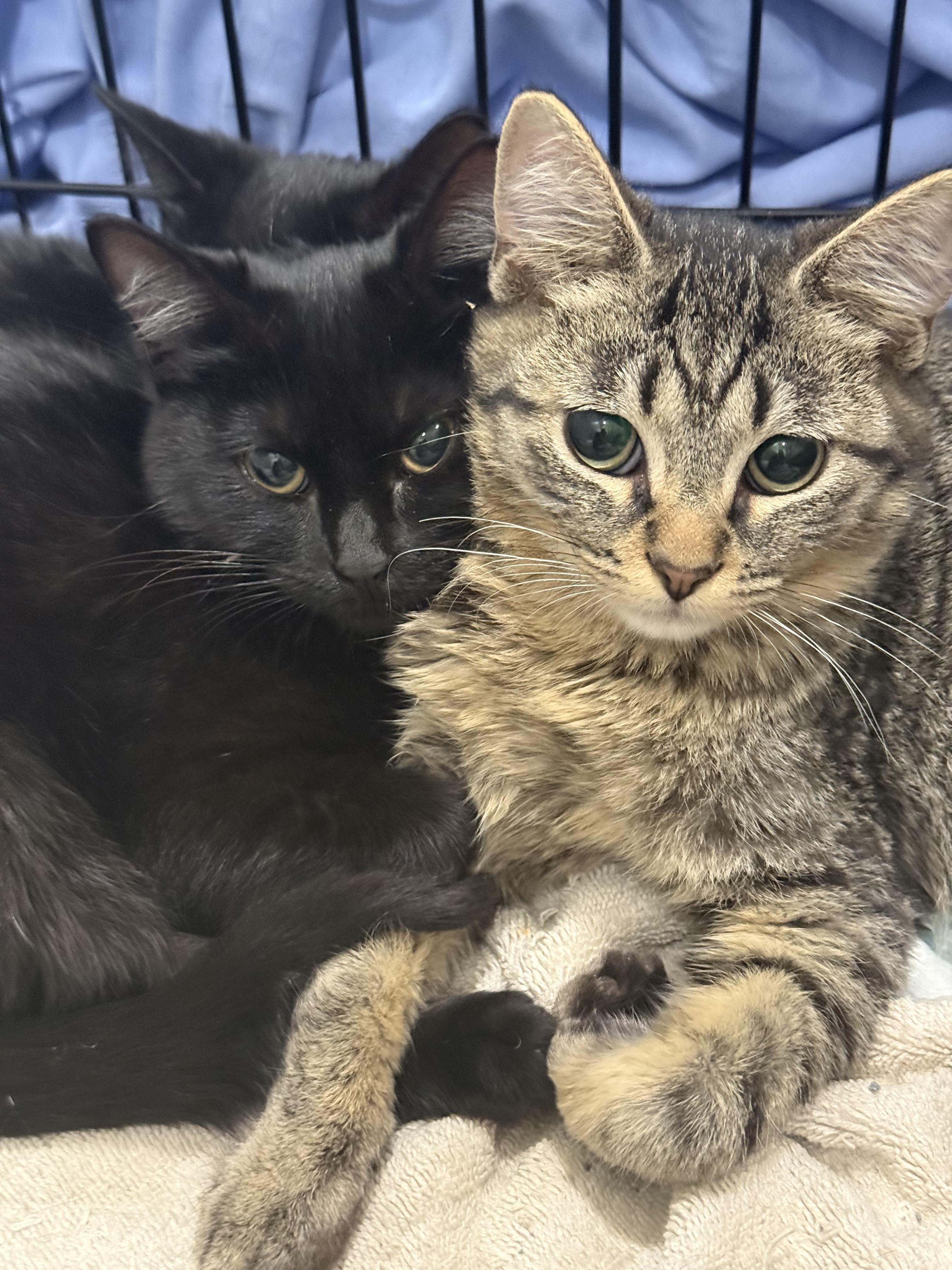 Enlarge Wild Card , an adopted Domestic Short Hair in Tampa, FL image 1/2