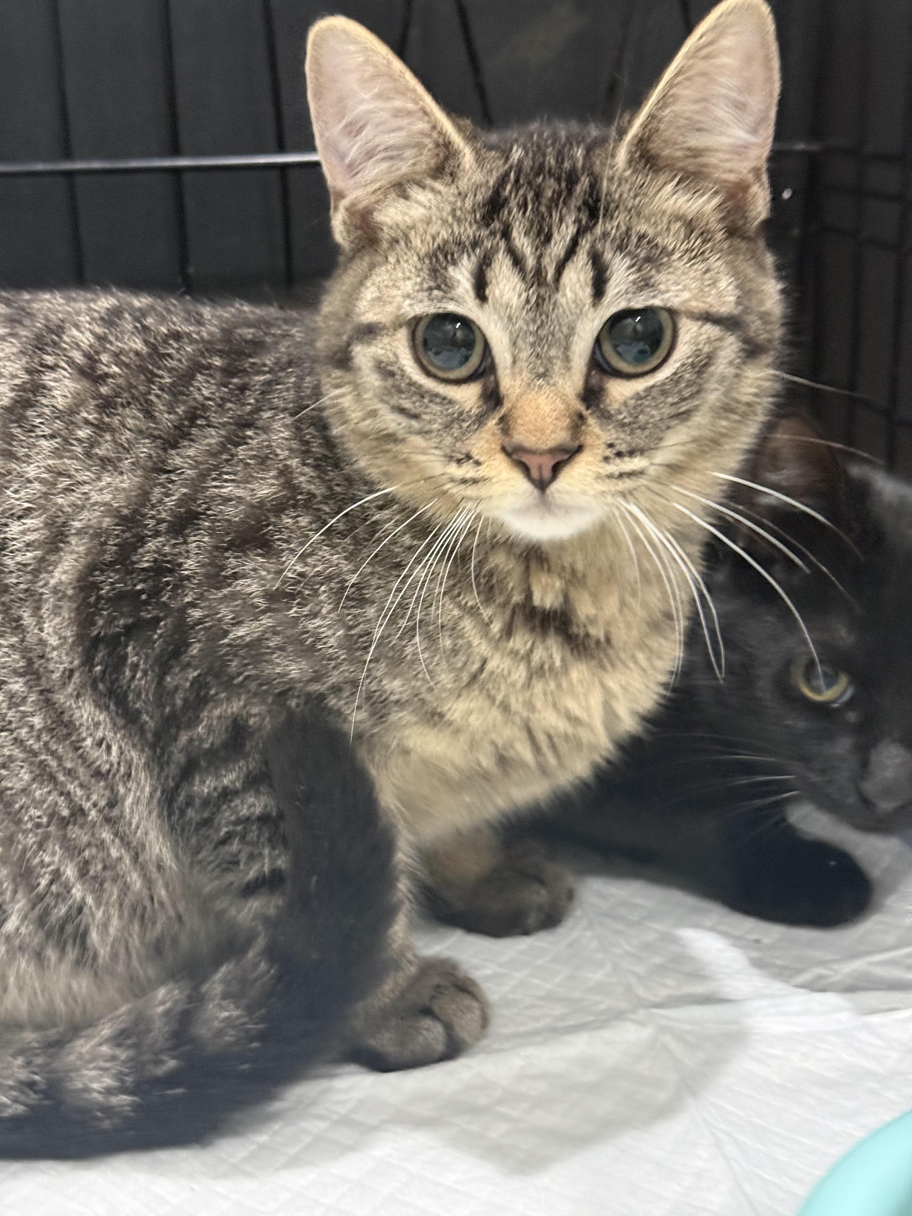 Enlarge Wild Card , an adopted Domestic Short Hair in Tampa, FL image 2/2