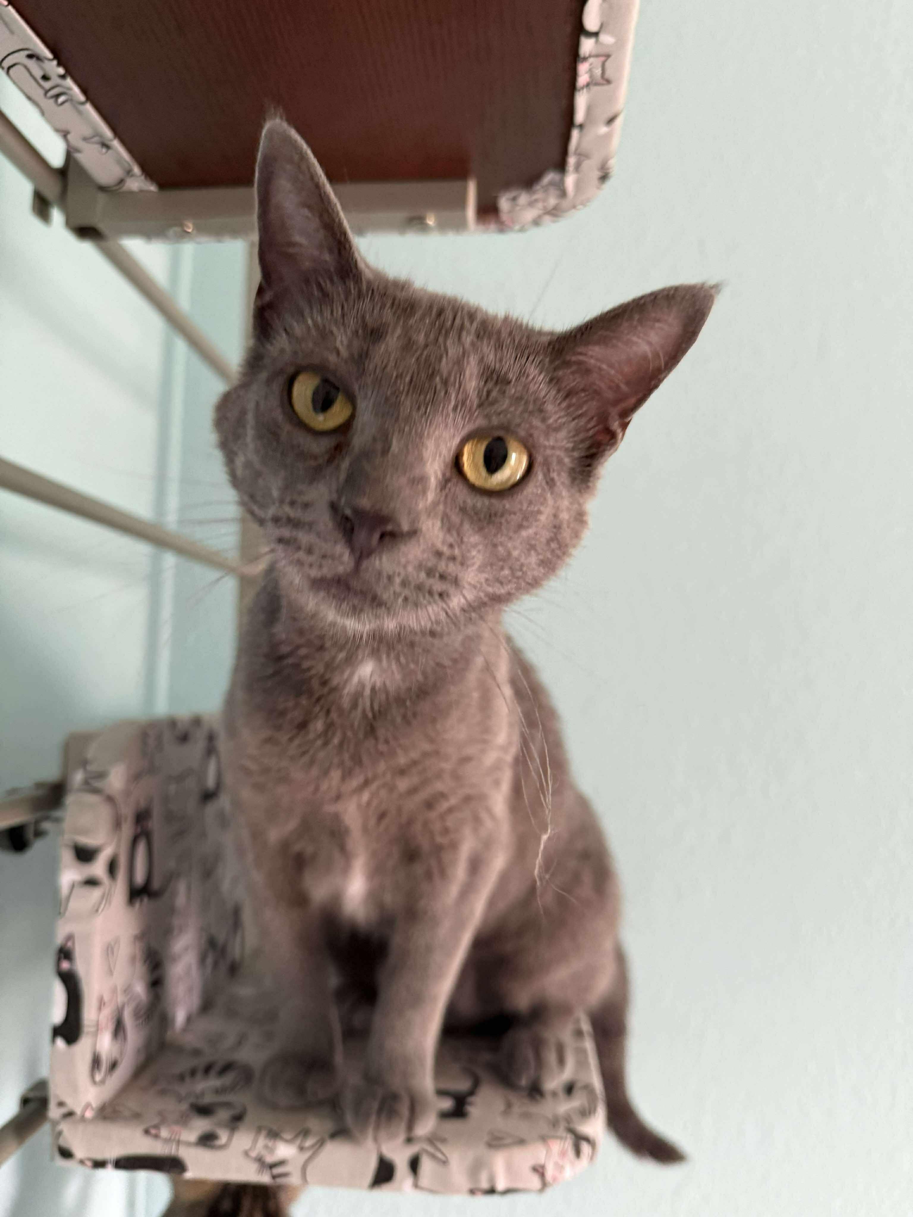 Greyling - At PetSmart