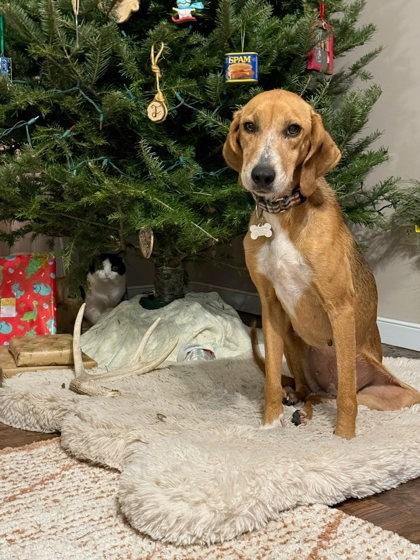 Gingerbread, Adoptable, Adult Female Hound & Mixed Breed.