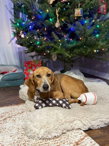 Enlarge Gingerbread, a Adoptable mixed breed in King William, VA image 2/3