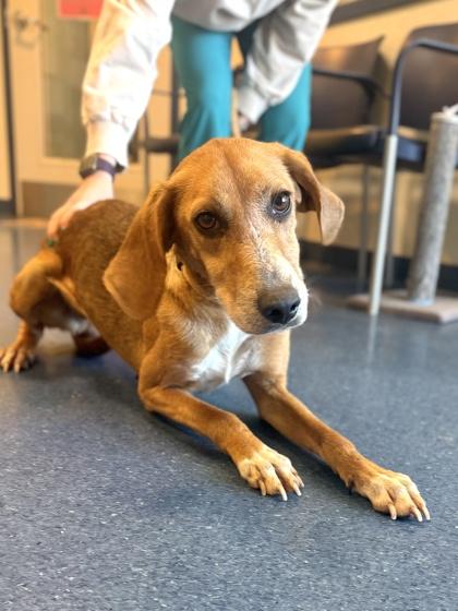 Enlarge Gingerbread, a Adoptable mixed breed in King William, VA image 3/3