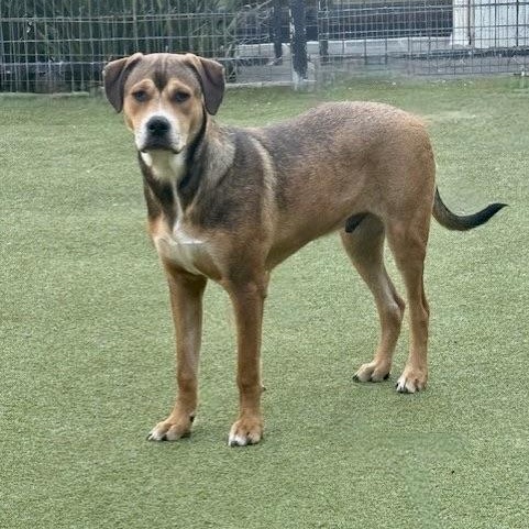 Enlarge WEAVER, a Adoptable mixed breed in brattleboro, VT image 3/6