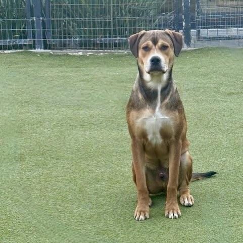 Enlarge WEAVER, a Adoptable mixed breed in brattleboro, VT image 6/6