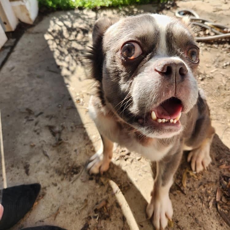Wolfy, Adoptable, Adult Male French Bulldog.