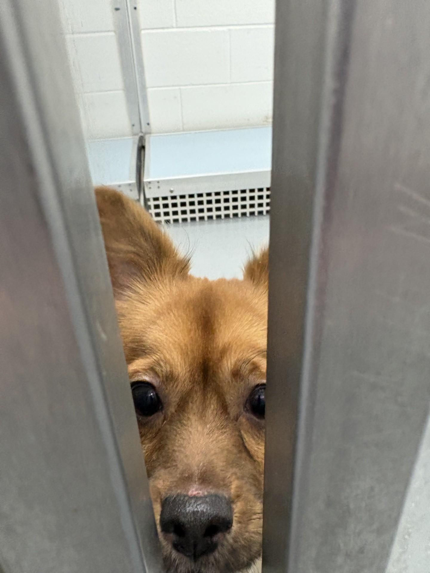 Enlarge Fennekin, an adopted Chihuahua in Ashland, VA image 1/2