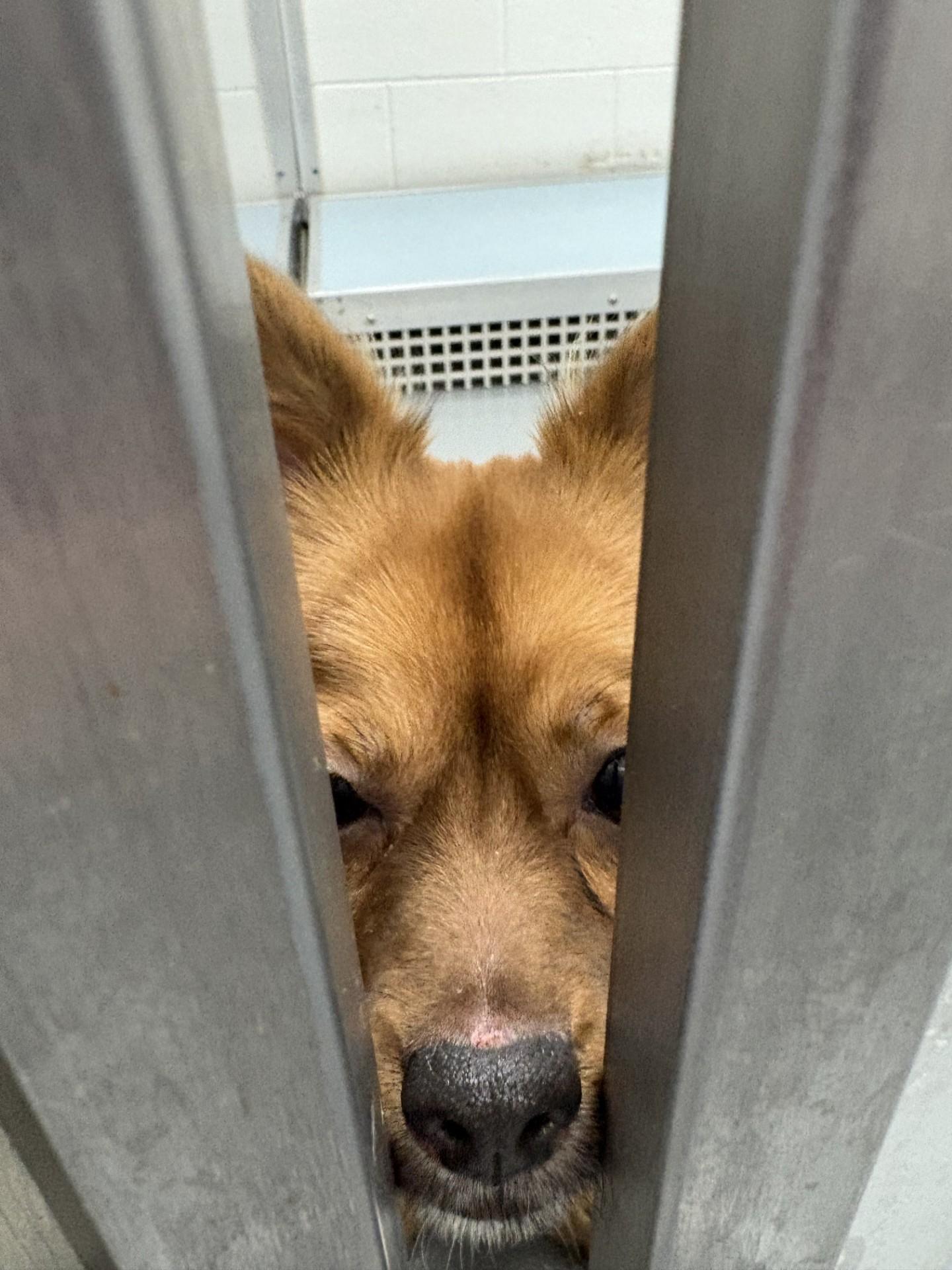 Enlarge Fennekin, an adopted Chihuahua in Ashland, VA image 2/2