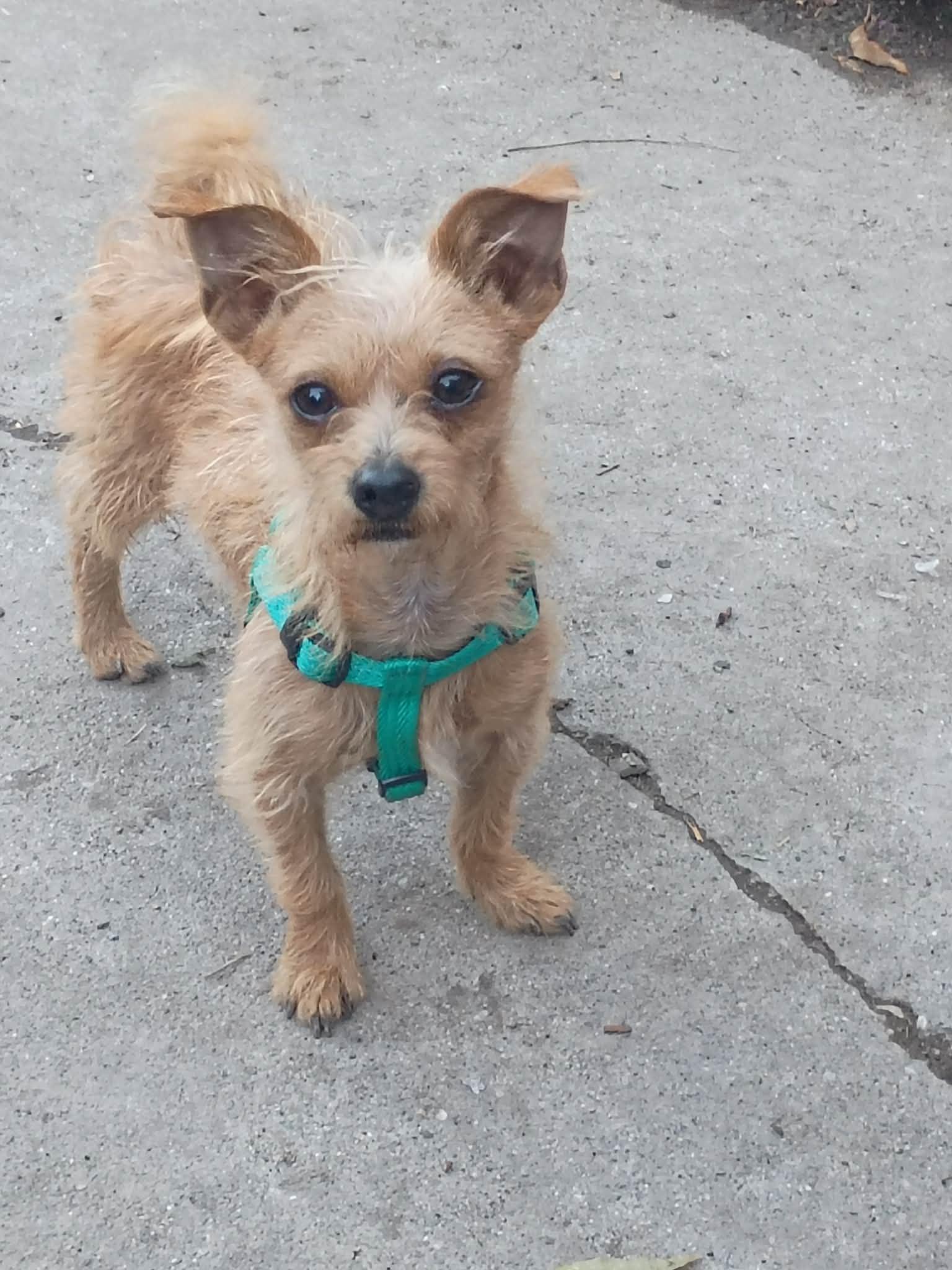 Enlarge Tucker, a Adoptable mixed breed in West Valley, UT image 1/4
