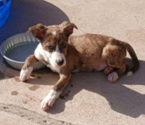 Enlarge Clyde, a Adoptable mixed breed in Thompson Falls, MT image 1/1