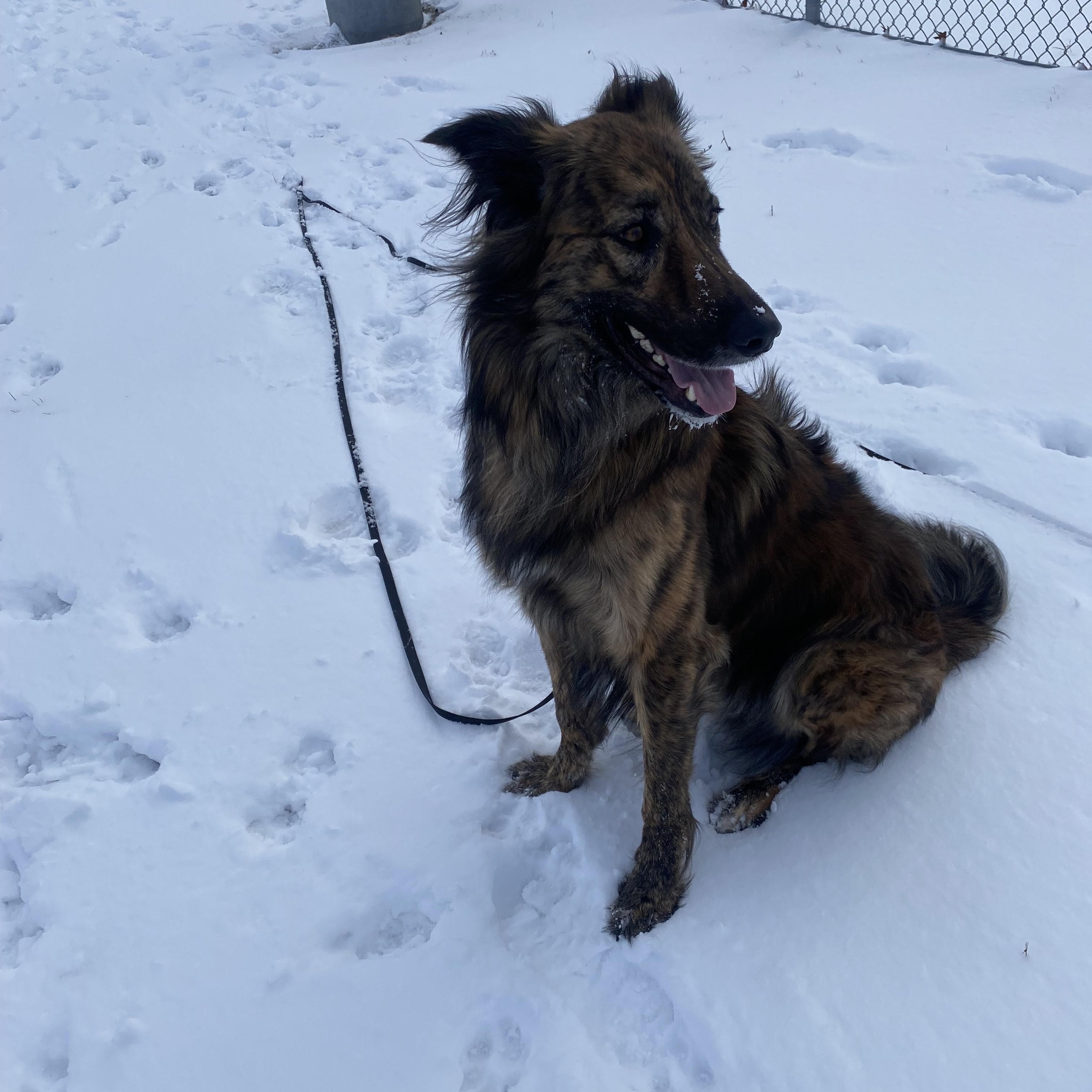 Cosmo, a ADOPTABLE mixed breed in Mississauga, ON image 5/5