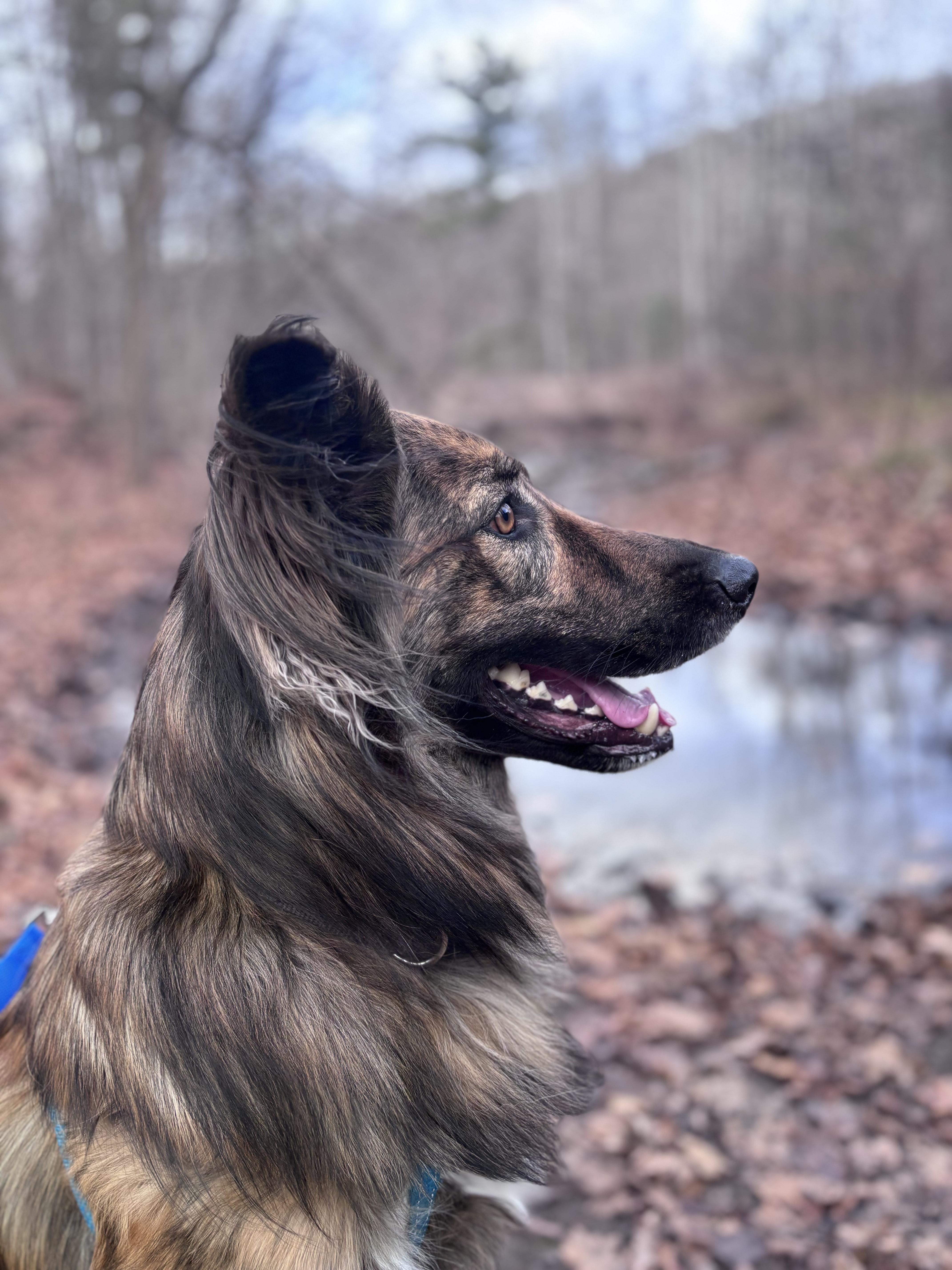 Cosmo, a ADOPTABLE mixed breed in Mississauga, ON image 1/5