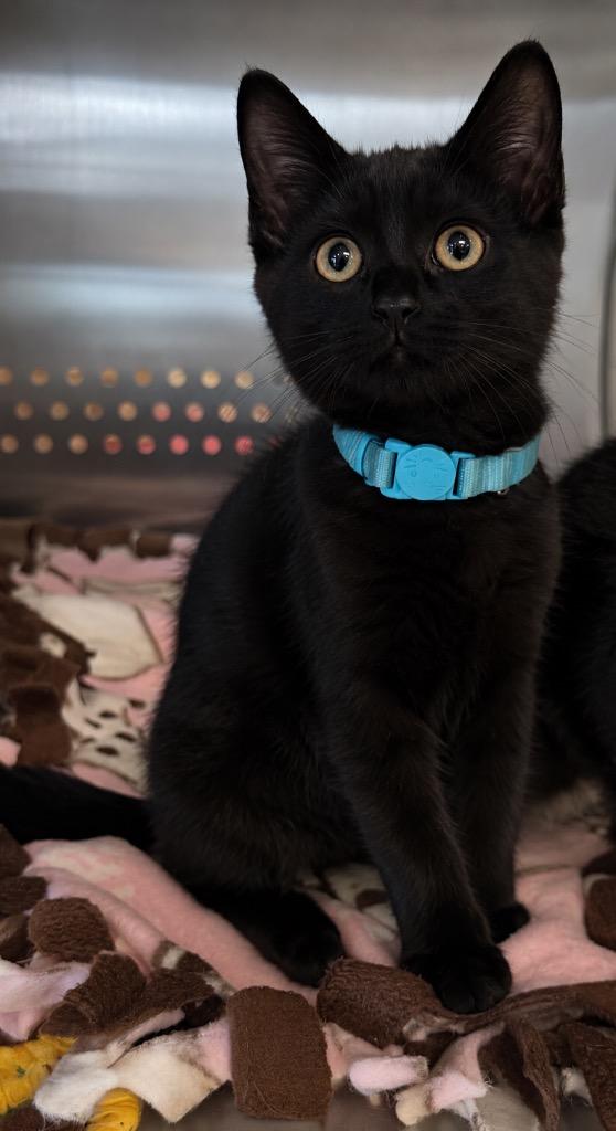 Devon, a Adoptable mixed breed in Columbia, TN image 1/2