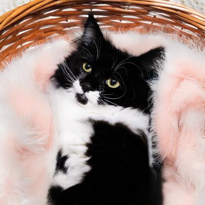 Enlarge Thumbelina, a Adoptable mixed breed in Camano Island, WA image 1/1