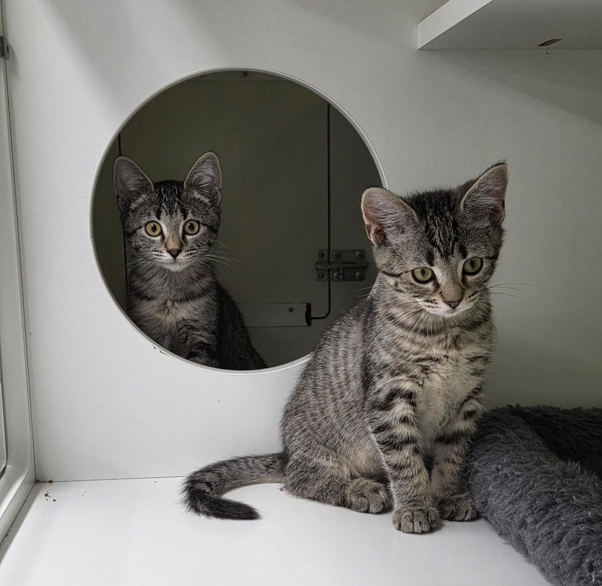 Pebbles, a ADOPTABLE Domestic Short Hair in Plainview, NY image 4/4