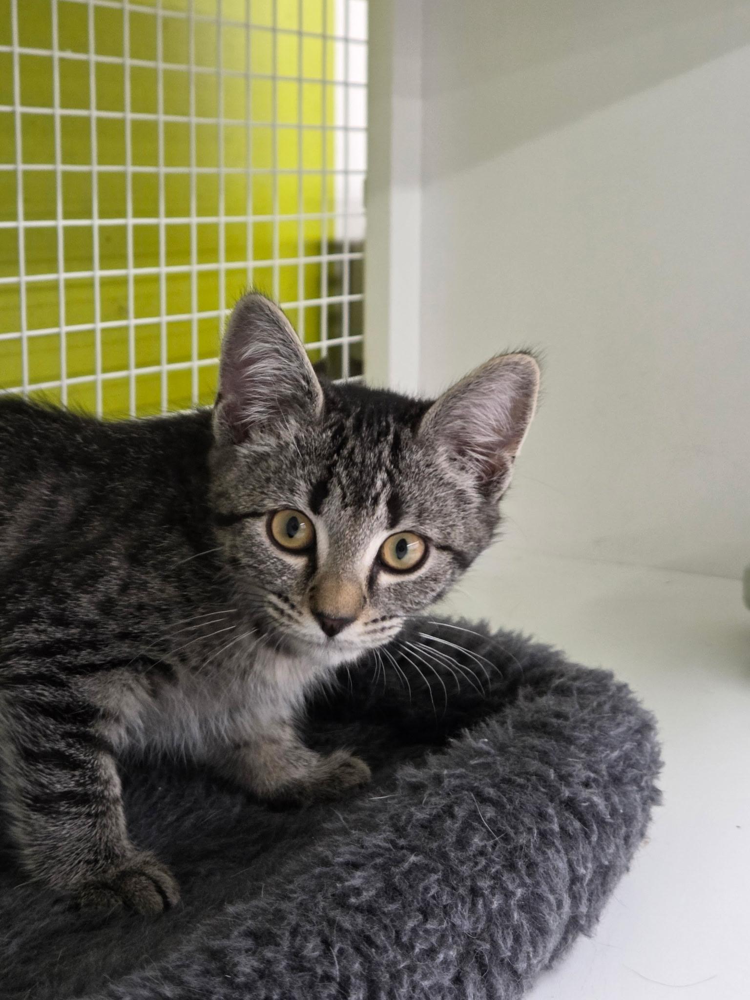 Pebbles, a ADOPTABLE Domestic Short Hair in Plainview, NY image 3/4