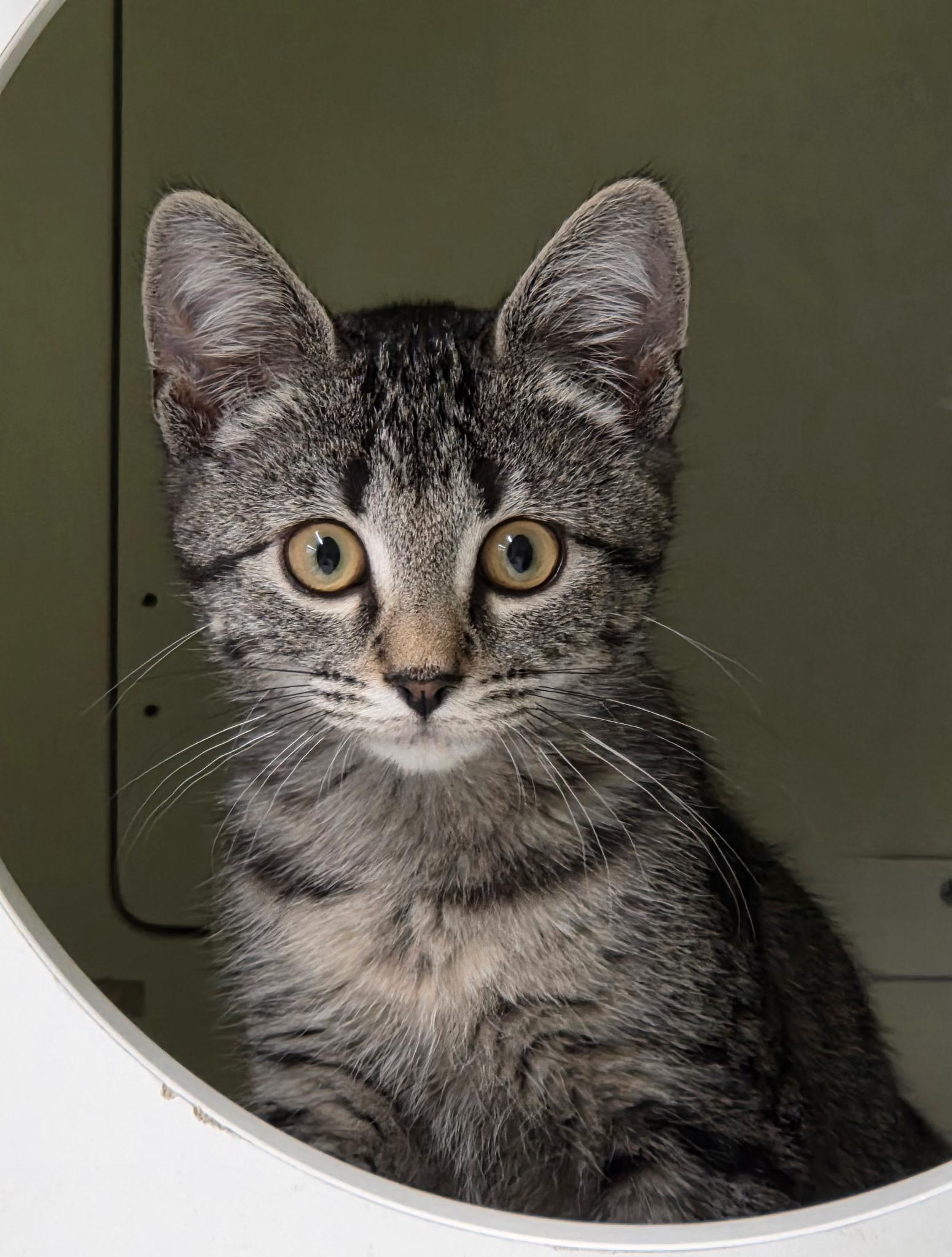 Pebbles, ADOPTABLE, Kitten Female Domestic Short Hair.
