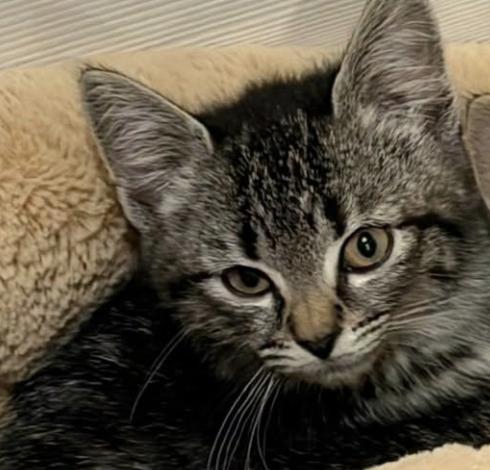 Pebbles, a ADOPTABLE Domestic Short Hair in Plainview, NY image 2/4
