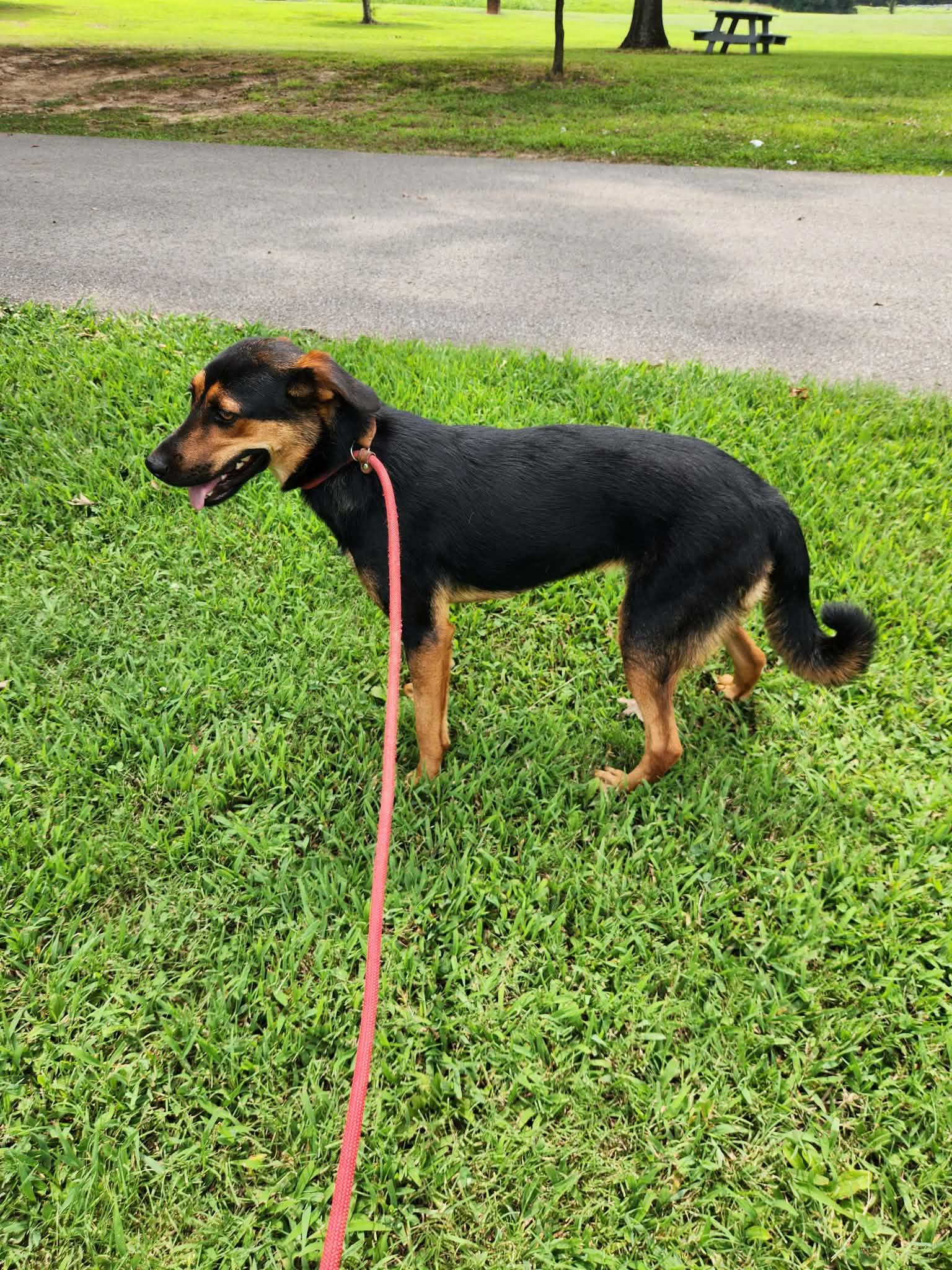 Enlarge MAGGIE GIRL, a Adopted mixed breed in Jackson, TN image 5/5