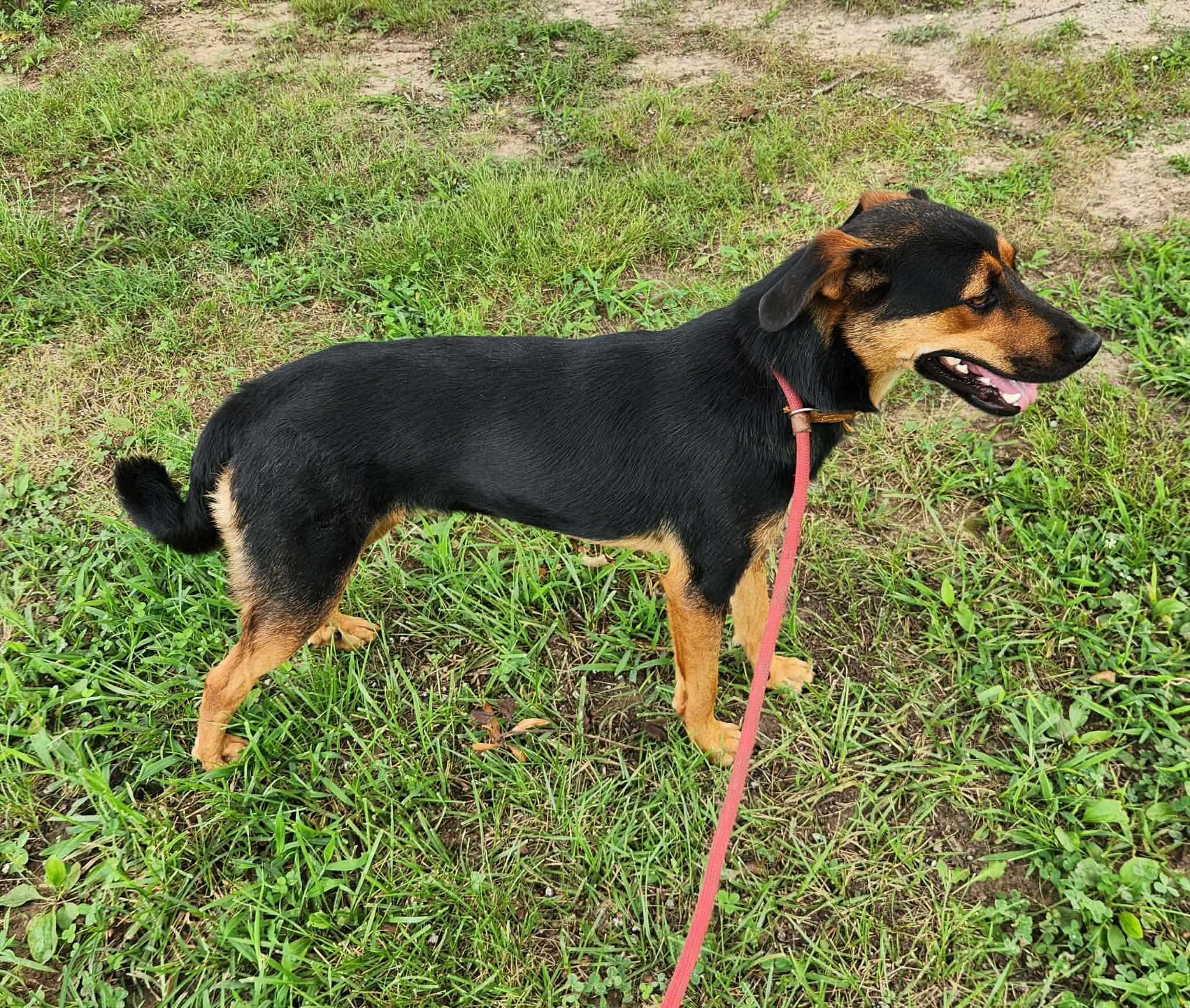 Enlarge MAGGIE GIRL, a Adopted mixed breed in Jackson, TN image 3/5