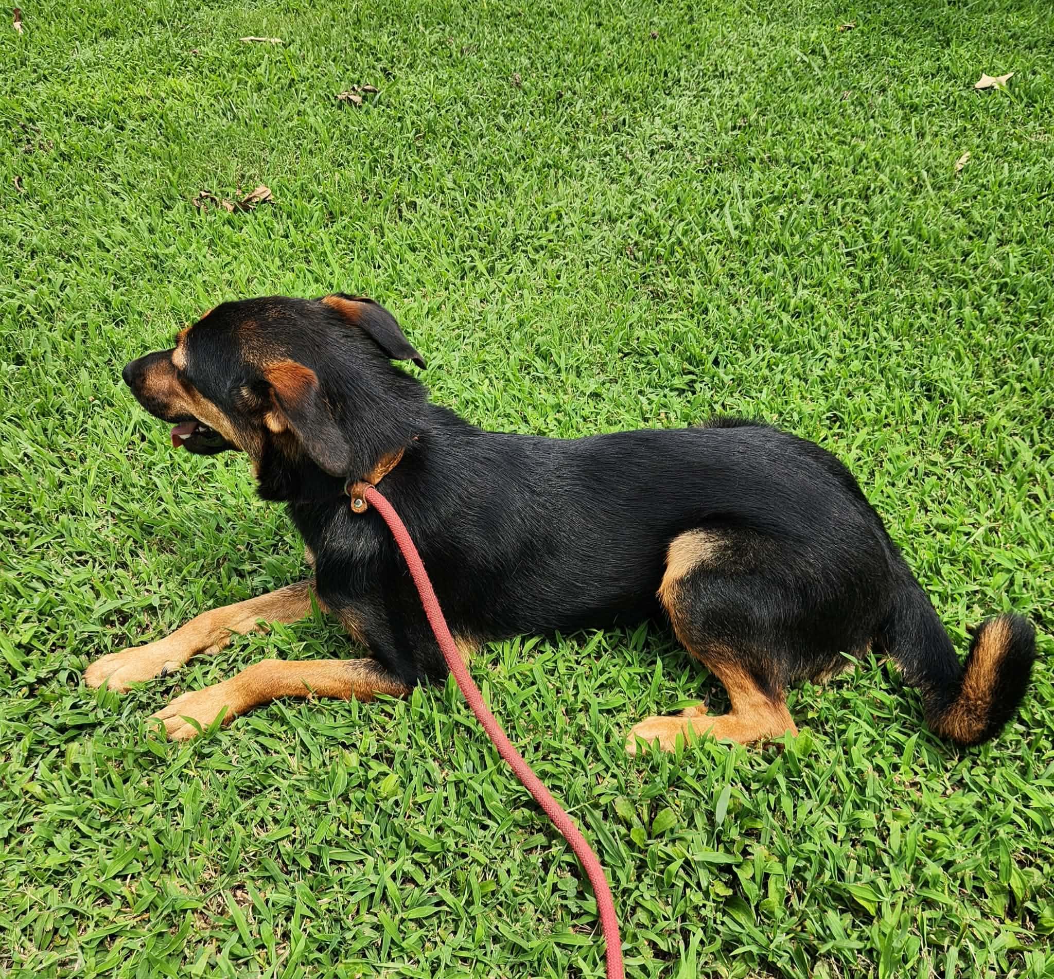 Enlarge MAGGIE GIRL, a Adopted mixed breed in Jackson, TN image 4/5