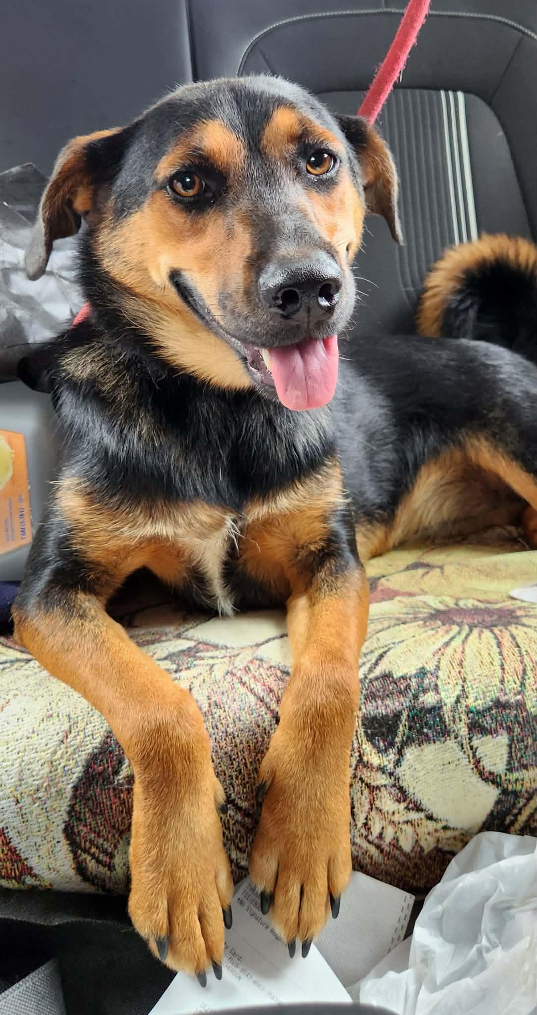 Enlarge MAGGIE GIRL, a Adopted mixed breed in Jackson, TN image 2/5