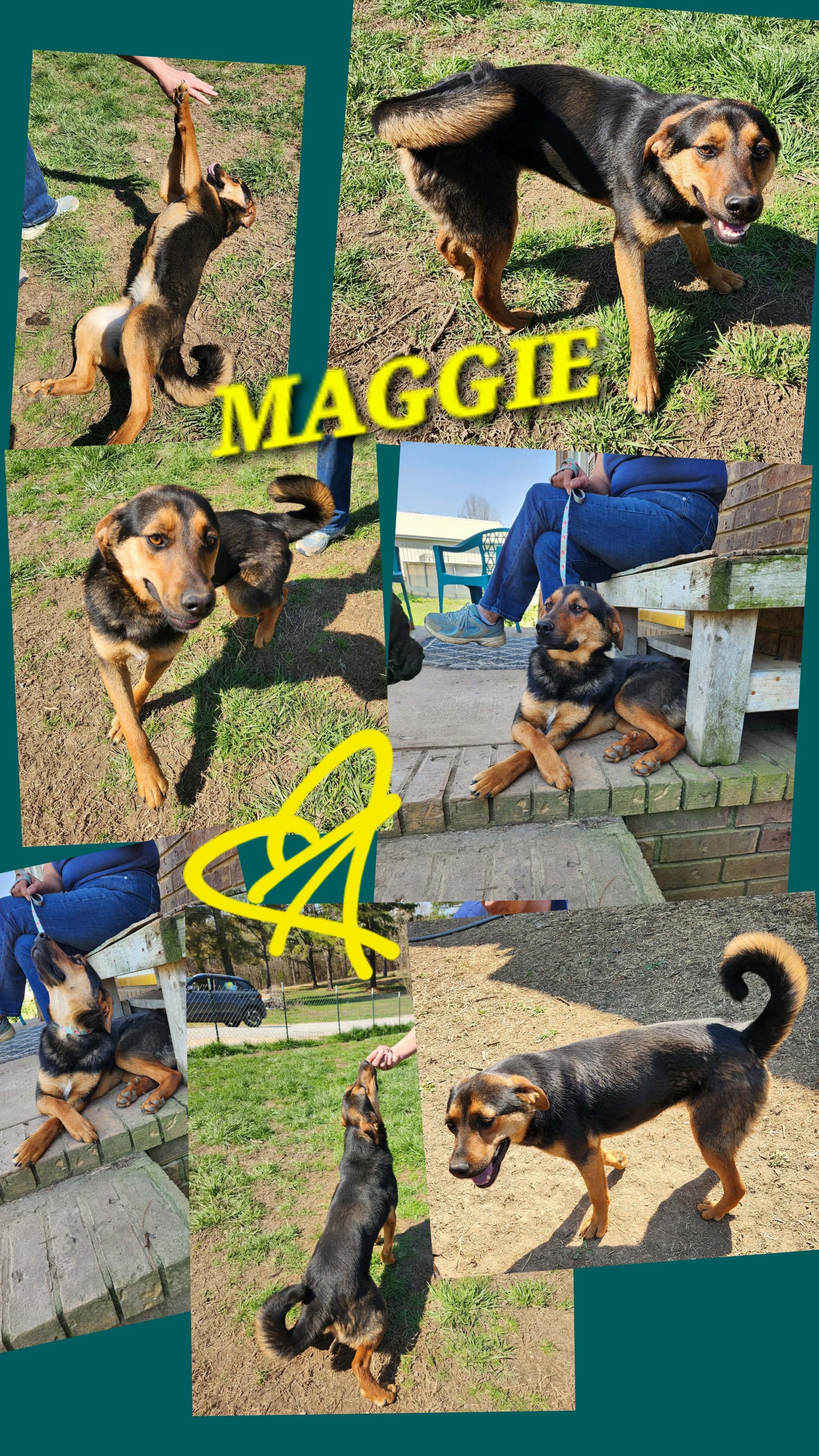 MAGGIE GIRL, ADOPTABLE, Young Female Australian Shepherd & Labrador Retriever.