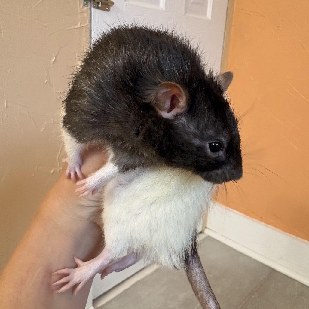 Remi, Adoptable, Young Male Rat.