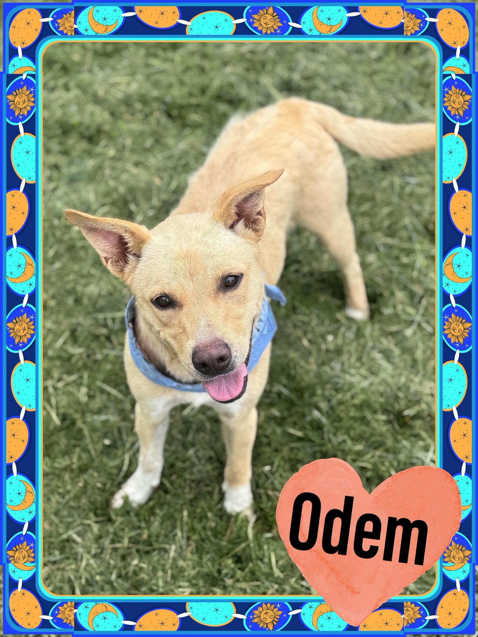 Odem