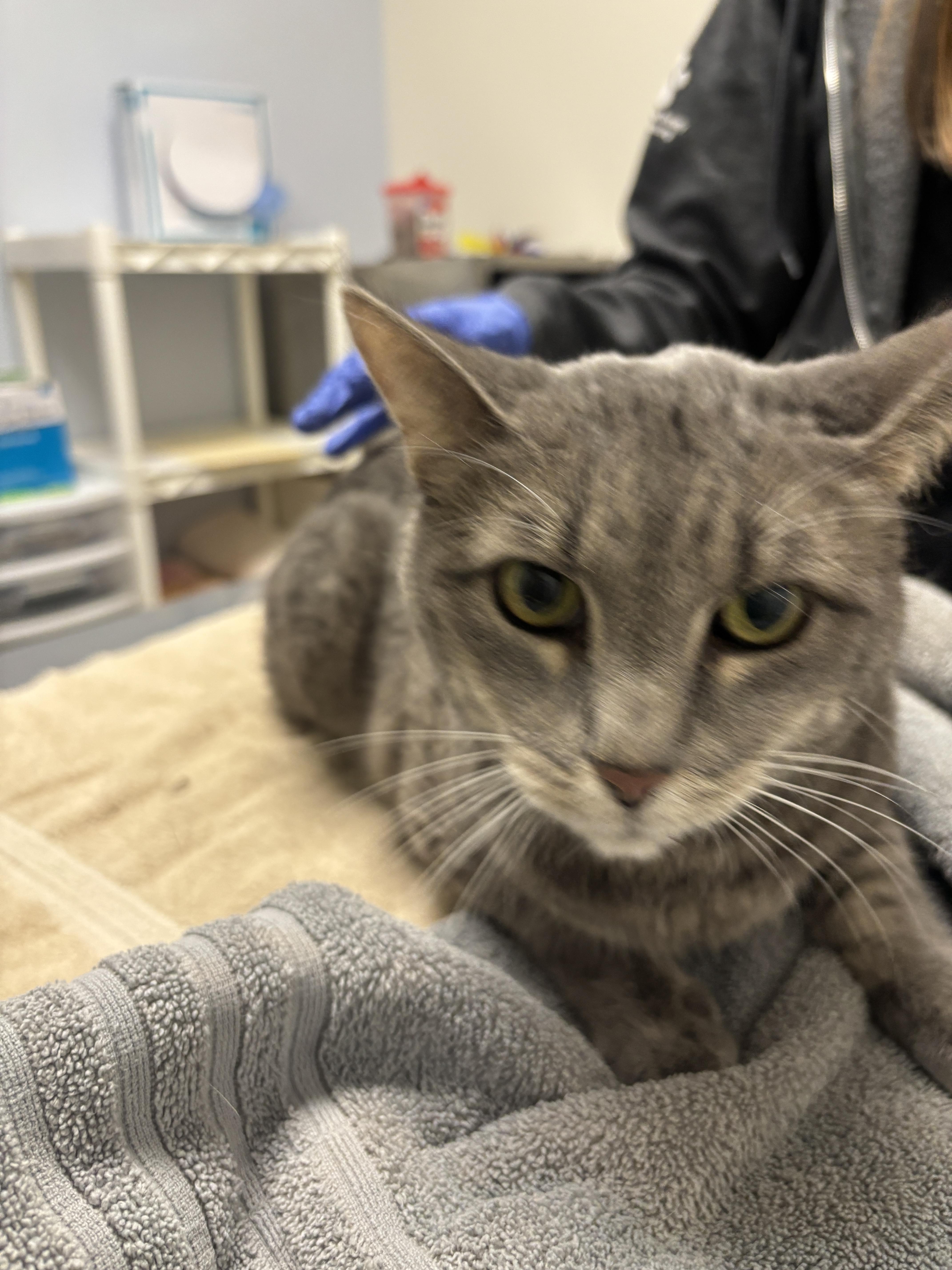 Enlarge Willy, a Adoptable mixed breed in Chico, CA image 1/6