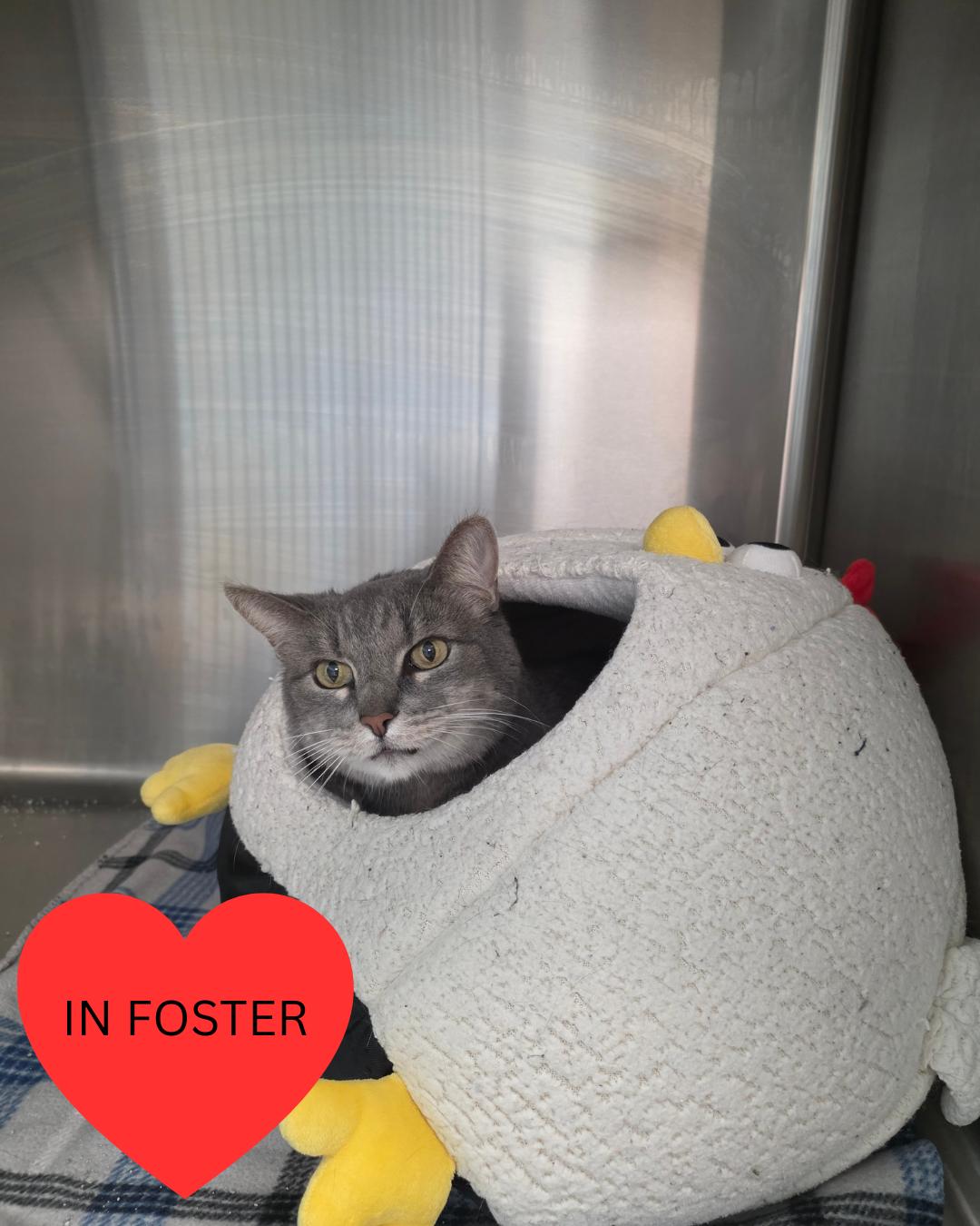 Enlarge Willy, a Adoptable mixed breed in Chico, CA image 3/6