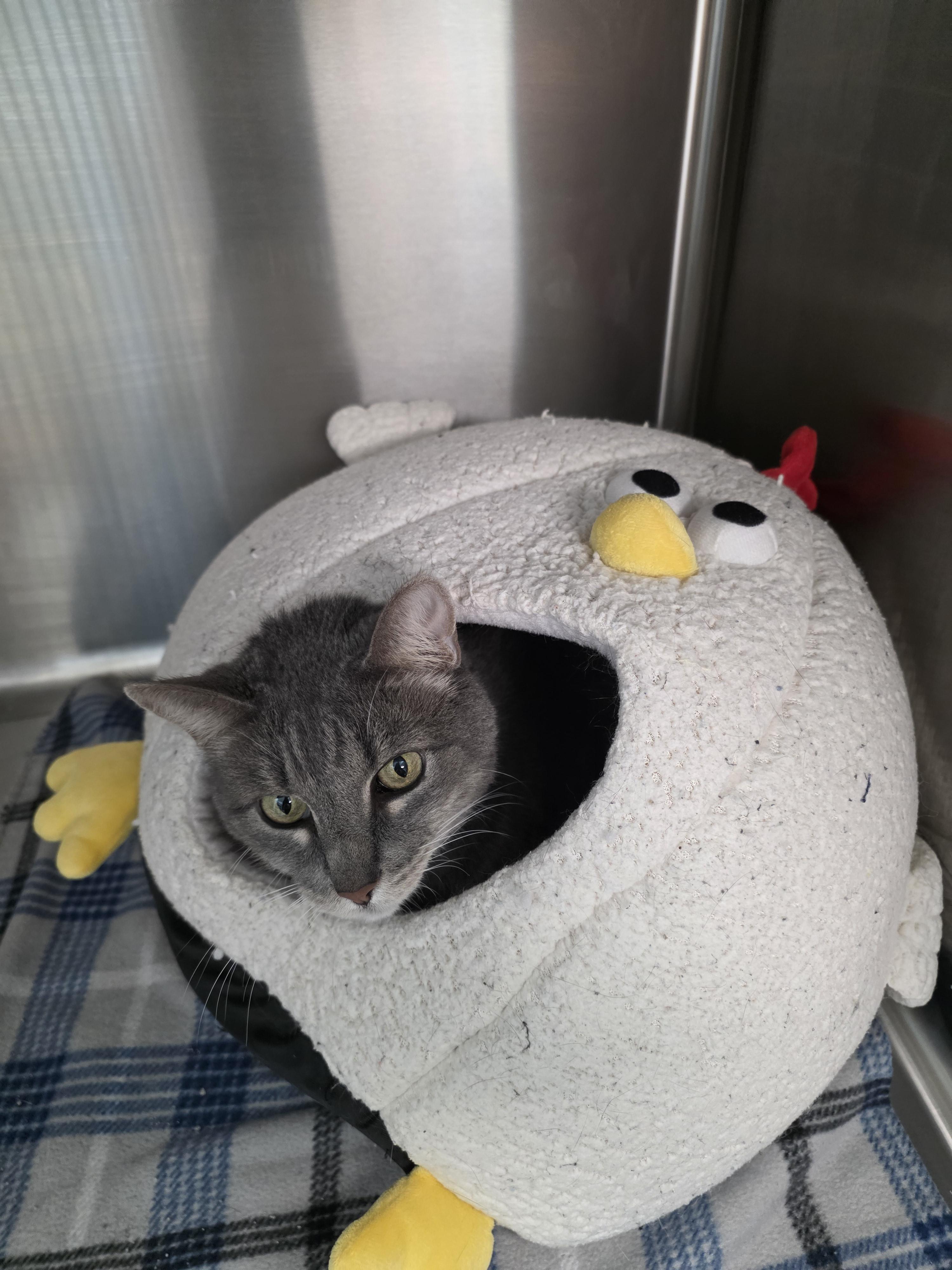 Enlarge Willy, a Adoptable mixed breed in Chico, CA image 4/6