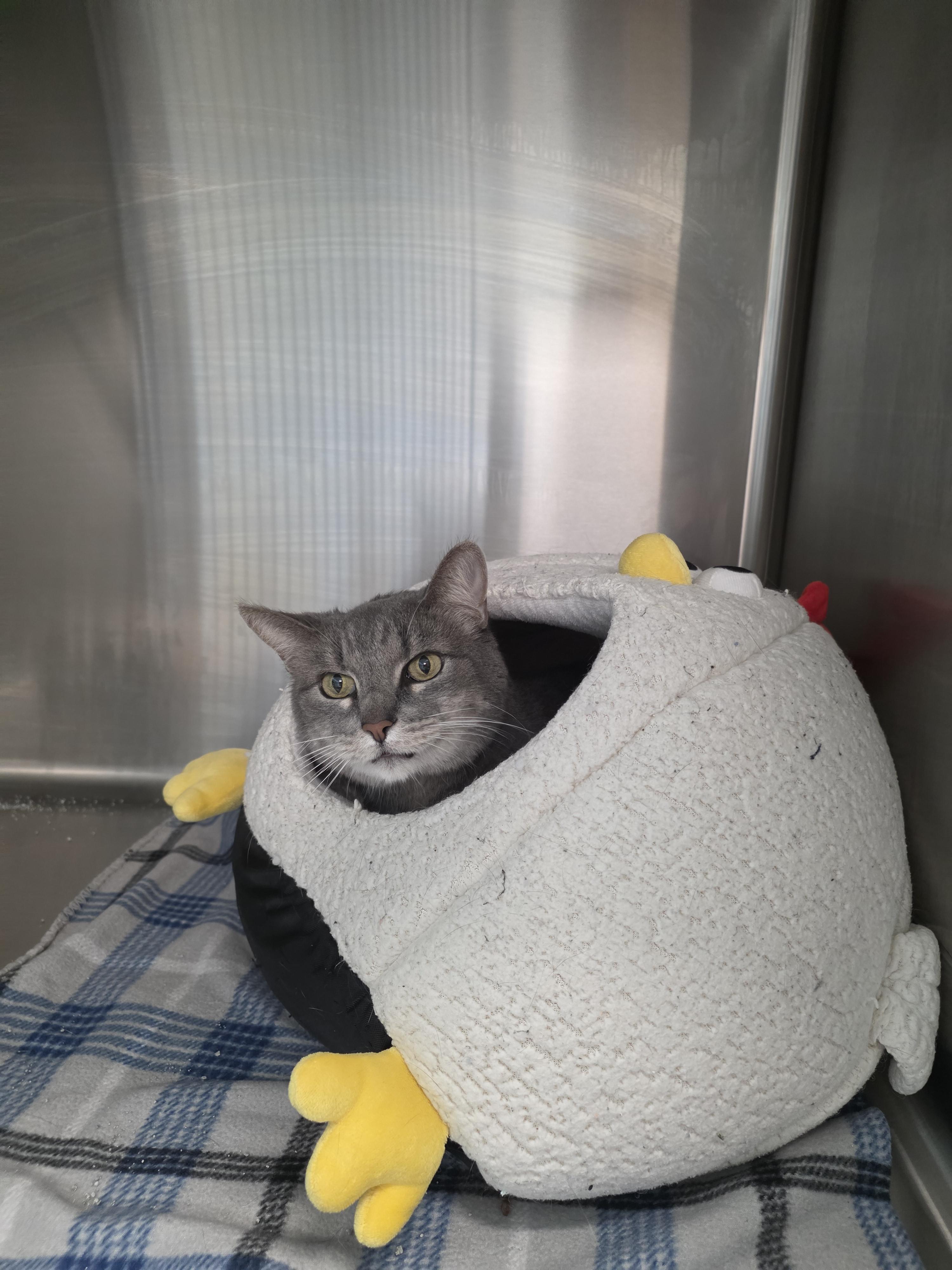 Enlarge Willy, a Adoptable mixed breed in Chico, CA image 6/6