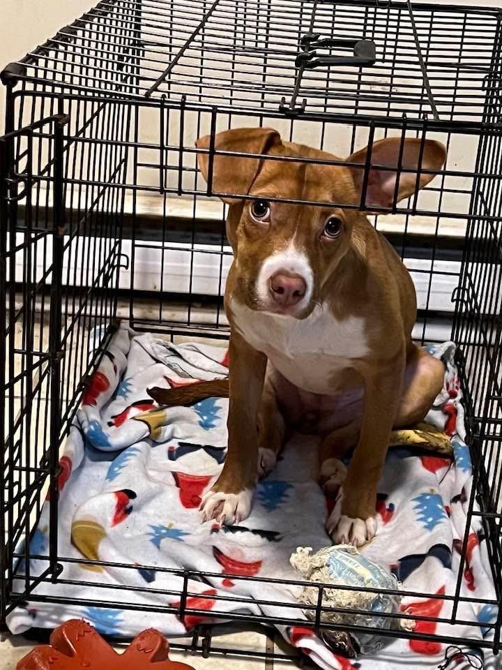 Enlarge Poppy, a ADOPTABLE mixed breed in Youngstown, OH image 4/4