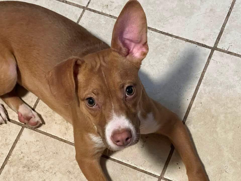 Enlarge Poppy, a ADOPTABLE mixed breed in Youngstown, OH image 3/4