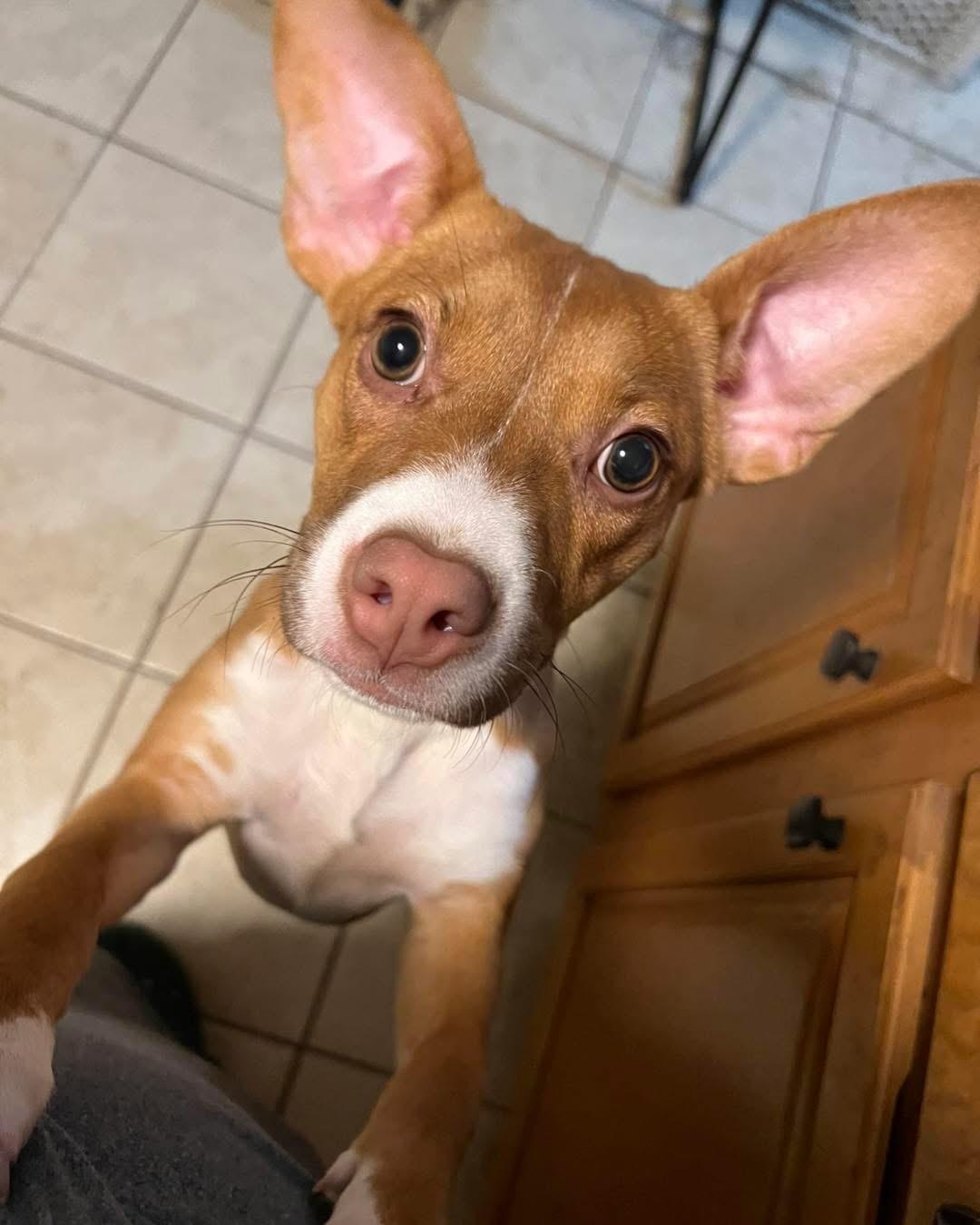 Poppy, ADOPTABLE, Puppy Female Miniature Pinscher.