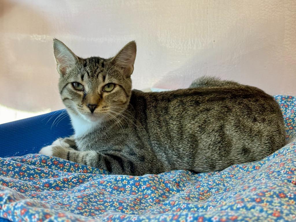 Enlarge Aurora, a Adoptable mixed breed in Lunenburg, MA image 1/2